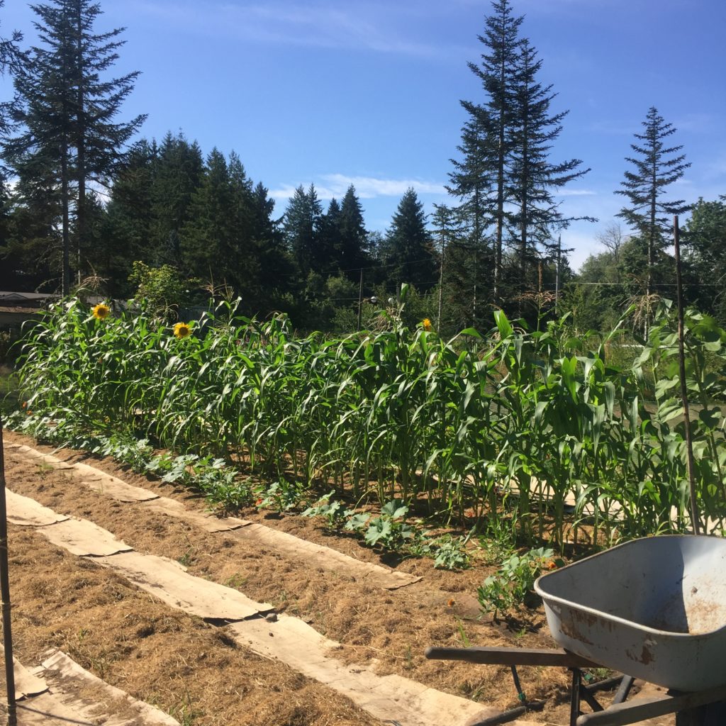 A row of tall flowering, corn, squash and sunflower plants. pine trees in the background.
