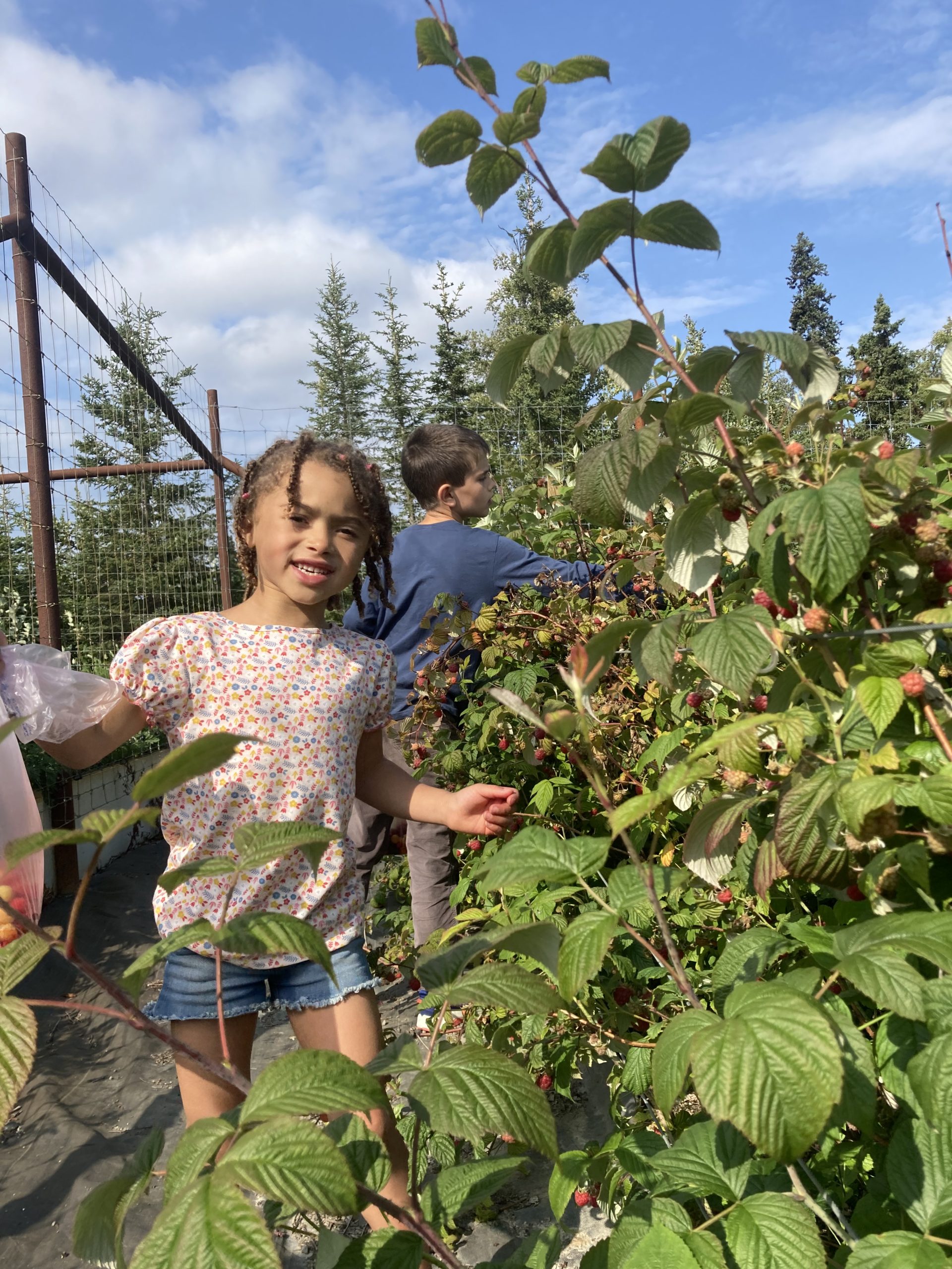 Berry Harvest